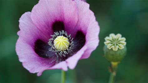 Mak siaty s ružovými kvetmi
