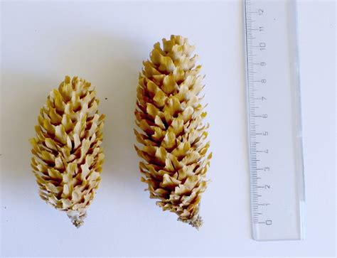 Rôzne druhy šišiek