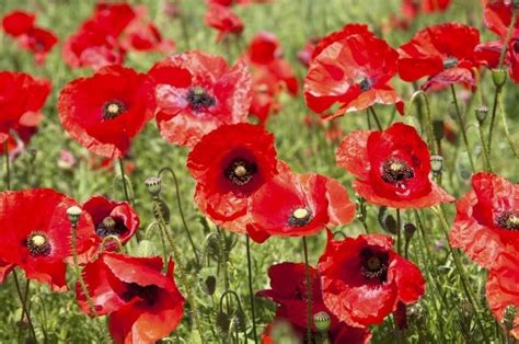 Symbolické zobrazenie vlčieho maku ako symbolu nesmrteľnosti