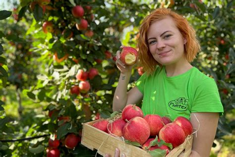 Výber čerstvých jabĺk na jeseň