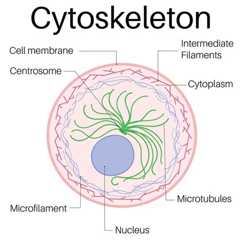 Vizualizácia cytoskeletu