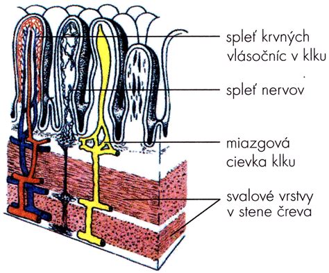 Štruktúra zdravého čreva s probiotikami