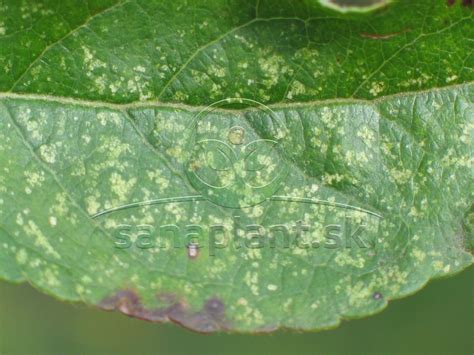 Choroby a škodcovia baklažánu