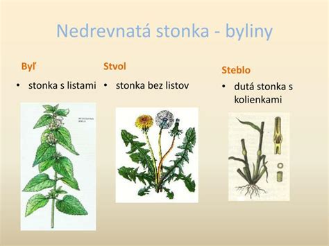 Ilustrácia rastliny zemiaka s listami, stonkou a hľuzami