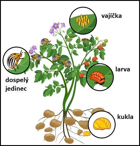 Obrázok mandelinky zemiakovej na liste