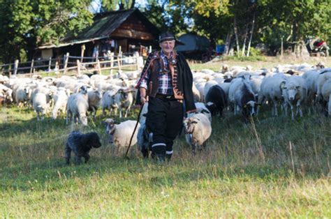 Chov oviec na Slovensku