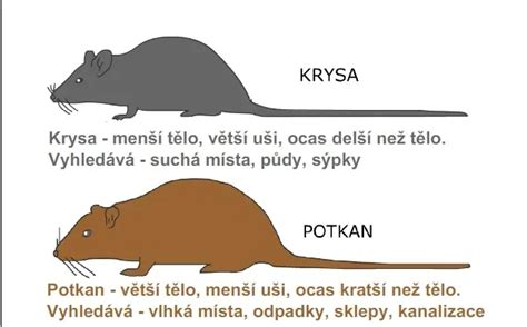 Ilustrácia potkana Rémyho v kuchyni