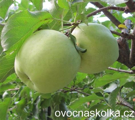 strom jabĺka Antonovka