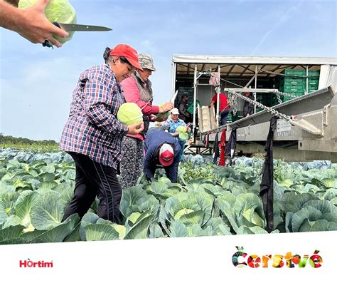 Pracovník na organickej farme zbiera čerstvú zeleninu