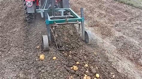 Vyorávanie zemiakov s vyorávačom