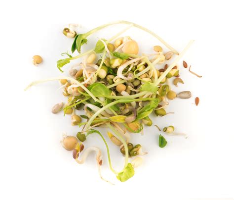 Schéma znázorňujúca obsah solanínu v zemiaku (klíčky, zelené časti, šupka)