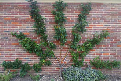 Rôzne tvary ovocných stromov