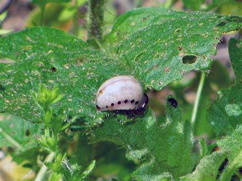 Obrázok zemiakového chrobáka v Colorade a jeho lariev