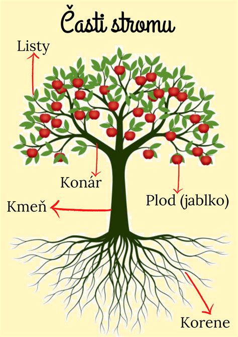Schéma výživy ovocného stromu