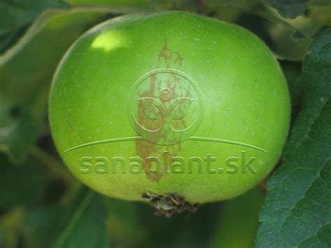 Detail pehovitosti na jablku