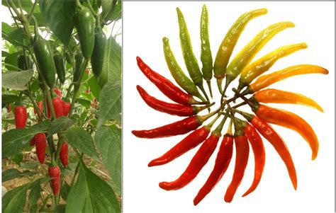 Kapsaicín v chilli papričke