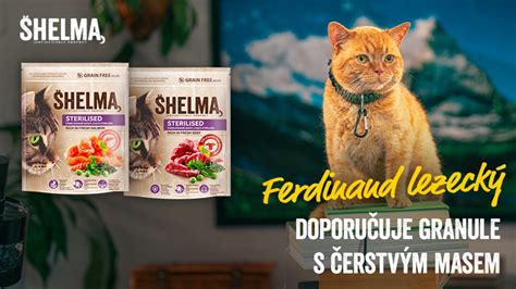 Zloženie kvalitného krmiva pre mačky: bielkoviny, tuky, vitamíny a minerály