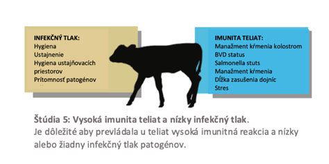 Schéma porovnania výskytu ochorení u teliat s MIZI a bez neho