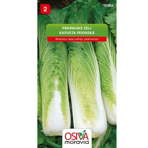 Pekinská kapusta na záhone