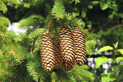 Šiška smreka pichľavého