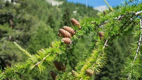 Šišky smrekovca opadavého na konáriku