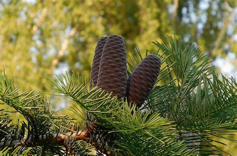 Modré šišky jedle kórejskej