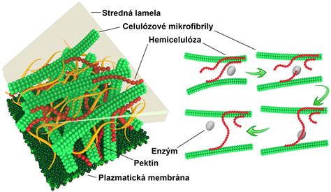 Štruktúra bunkovej steny rastlinnej bunky
