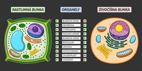 Rôzne typy plastidov v rastlinnej bunke