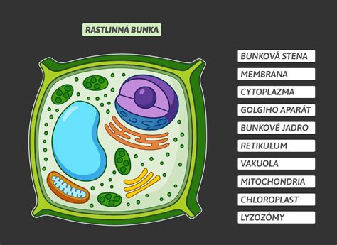 Diagram rastlinnej bunky s označenými organelami