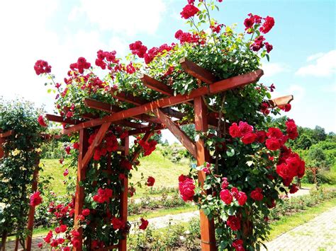 Ilustrácia rastu lagenárie na pergole