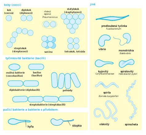 Rôzne tvary plodov lagenárie
