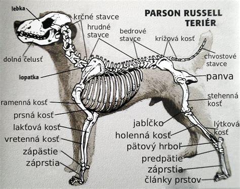 Štruktúra kosti psa