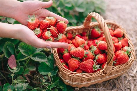 Čerstvé suroviny na pikantnú kapustnicu