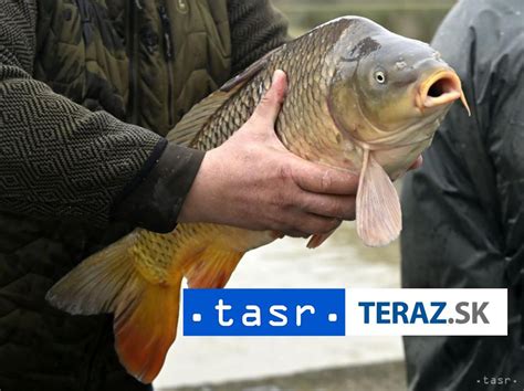 predajca rýb