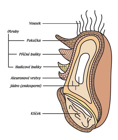 Pšeničné zrno a jeho časti