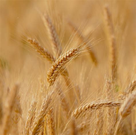 Rôzne jedlá s pridaním pšeničných klíčkov