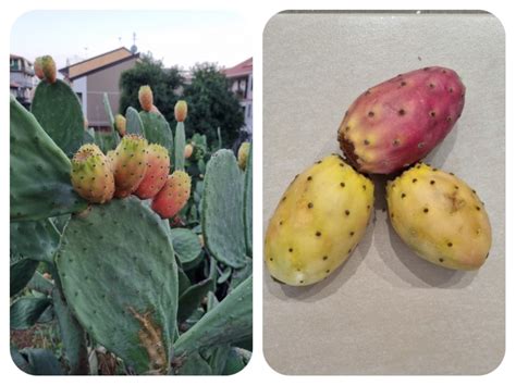 Pichľavé hrušky opuncie