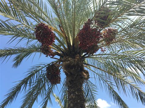 Datľová palma v oáze