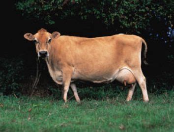 krávy plemena Jersey na paši