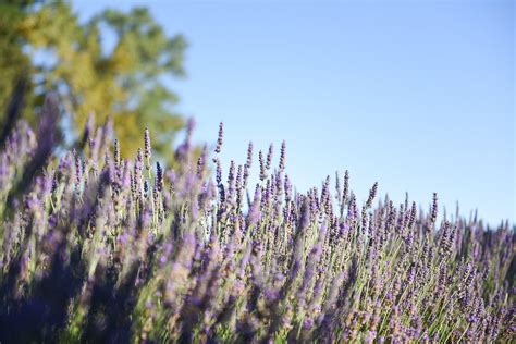 Rozdiel medzi Lavandula angustifolia a Lavandula x intermedia