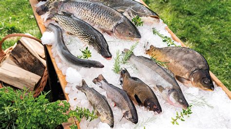 Ilustrácia chovných nádrží na ryby v Ázii