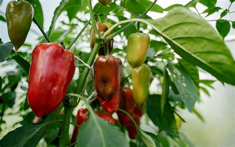 Výsledná porcia plnenej papriky