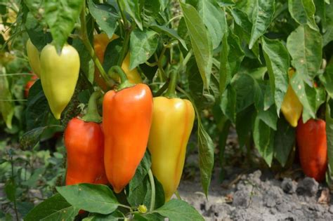 Ilustrácia výsevu semien papriky