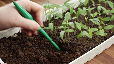 Schéma správnej prípravy pôdy na výsadbu papriky
