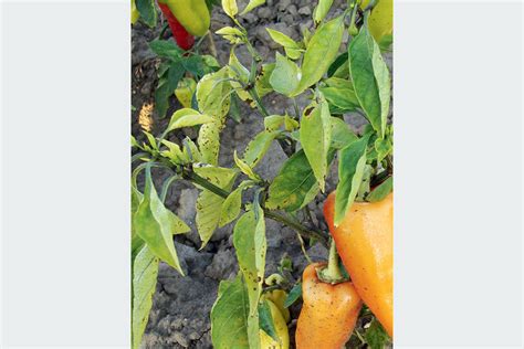 Ilustrácia rôznych druhov škodcov papriky