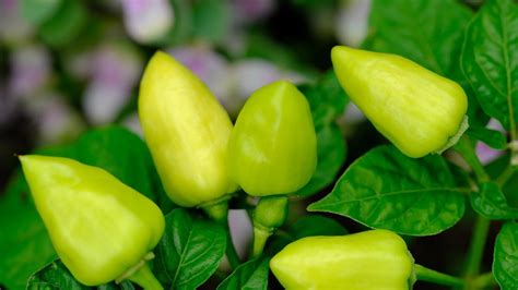 Ilustrácia rastliny papriky so žltými listami a symbolom škodcov