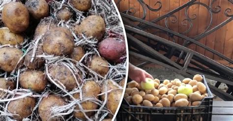 Výber a skladovanie sladkých zemiakov