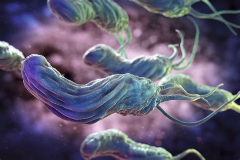 Ilustrácia baktérie Helicobacter pylori