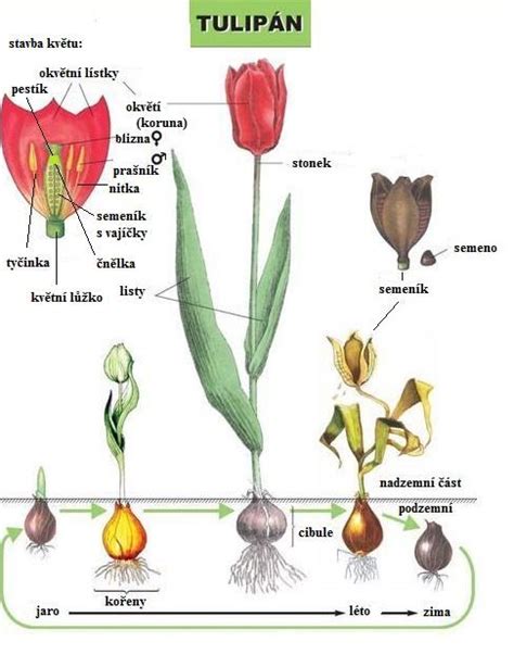 Ilustrácia znázorňujúca uhorku s vyznačenými časťami s najvyšším obsahom kukurbitacínu