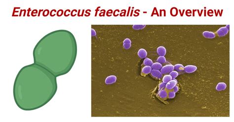 Ilustrácia baktérií Enterococcus faecalis
